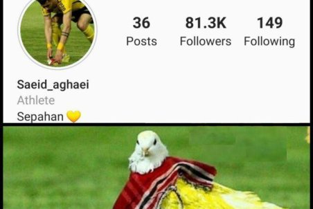 محرومیت به خاطر یک کبوتر!