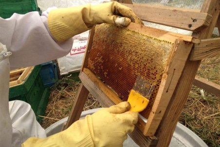 کردستان| تهدید صنعت زنبورداری کردستان با عسل‌های تقلبی