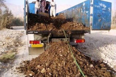 بوشهر| دردسر بوی نامطبوع برای کنگانی ها