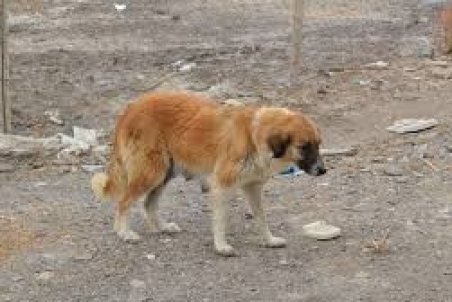 فیلمی از جولان سگ ها در خرمشهر