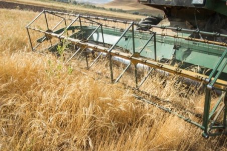 قیمت خرید تضمینی گندم تا آخرهفته اعلام می‌شود