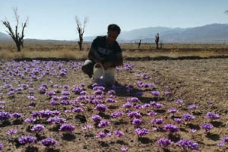 خراسان رضوی| احتمال وجود آفت در برخی مزارع زعفران استان
