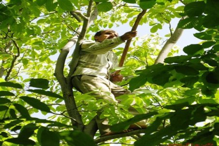 آذربایجان شرقی| چیدن گردو به قیمت جان