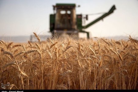 خطر کاهش تولید گندم با قیمت جدید خرید تضمینی
