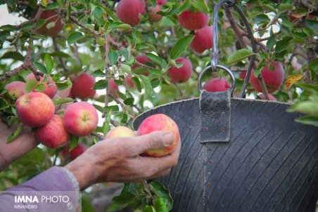 خراسان شمالی| گلایه کشاورزان از پایین بودن قیمت فروش