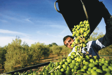 زنجان| محیط‌زیست طارم تحت تأثیر پساب زیتون