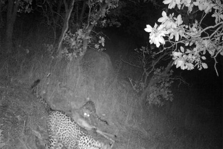 ثبت تصویر پلنگ ایرانی و توله‌اش در میانکتل فسا