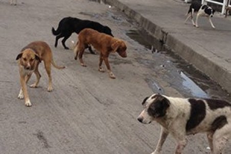 ترس از حمله سگ ولگرد، جانِ دانش ‎آموز را گرفت