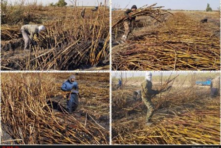 تعیین وثیقه برای کارگران بازداشتی هفت‌تپه