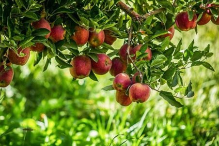 تهران| برداشت سیب دماوند و مشکلات باغداران