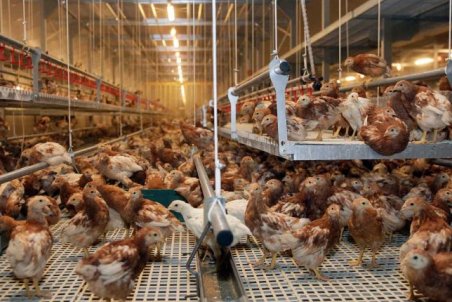 ظرفیت بالای قزوین برای سرمایه‌گذاری در بخش دام و طیور