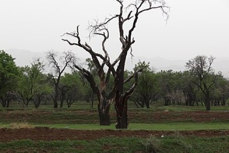 قزوین| باغستان ثروت ارزشمند قزوین