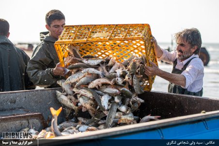 مازندران| گلایه صیادان از مصوبه‌ای که اجرا نشد