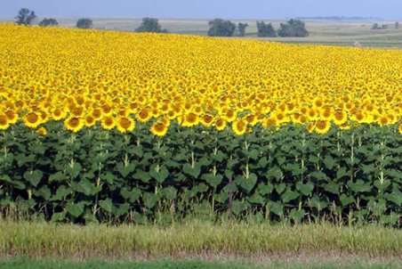 کرمانشاه| ادامه روند خرید تضمینی دانه روغنی آفتابگردان در استان