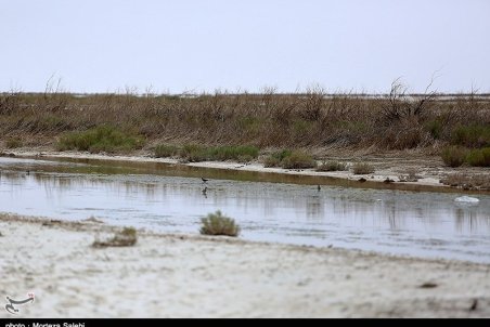 ‌تأثیرات منفی باز و بسته شدن زاینده‌رود بر تالاب گاوخونی