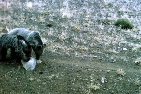 پلنگ ایرانی، خرس قهوه‌ای و کفتار راه راه به کوه روشن بوانات آمدند