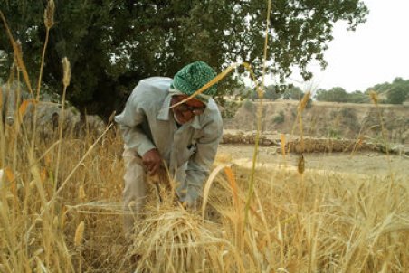 ضرورت گذار از کشاورزی سنتی به مدرن