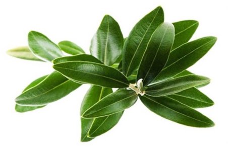 با مصرف جوشانده این برگ به جنگ "دیابت و سرطان" بروید