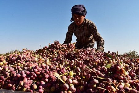 یزد| پسته یزد از راه می‌رسد