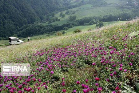 کرمانشاه| ۱۰ گونه از گیاهان دارویی استان کرمانشاه احیا می‌شوند