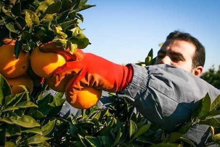 مازندران| مازندران مباشر خرید پرتقال شب عید