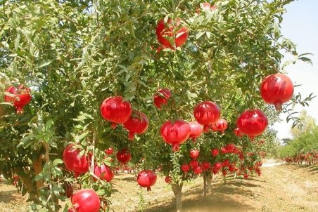 مرکزی | مصونیت انار ساوه از گزند باران پائیزه