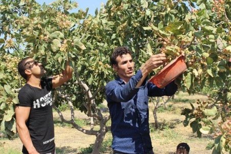 آذربایجان شرقی| ورود آذربایجان شرقی به عرصه تولید پسته