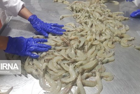 هرمزگان| برداشت 7 هزار تن میگوی پرورشی در استان