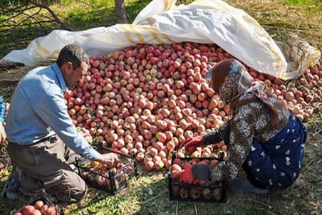 لرستان| چالش نبود صنایع تبدیلی سیب در لرستان