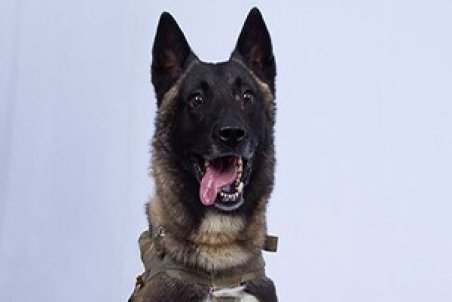 تشکر عجیب ترامپ از سگی که در عملیات حمله به بغدادی شرکت داشت + فیلم