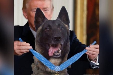 ترامپ در حال تقدیر از سگ شرکت‌کننده در عملیات کشته شدن بغدادی!