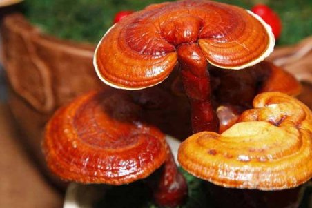 سیر تا پیاز عوارض و پیامد مصرف قارچ گانودرما