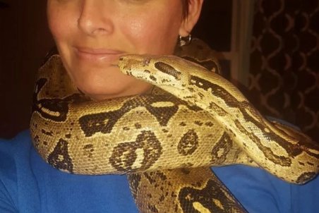 مار پیتون غول پیکر، جان صاحبش را گرفت! + تصاویر