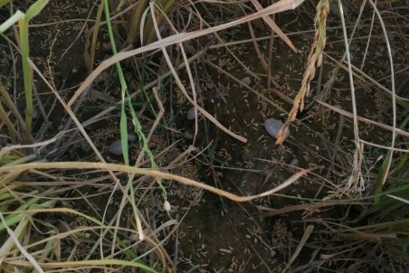 خرابی۶ هکتار از شالیزارهای خیرآباد پادوک از سوی افراد ناشناس