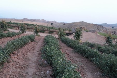 طبیعت پائیزی در خیرآبادگچساران