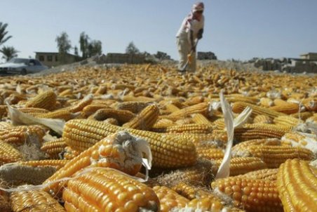 ماجرای ذرت‌‎های آلوده چیست؟