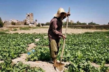 کهگیلویه و بویر احمد| پول کشاورزان کهگیلویه و بویر احمد در جیب دلالان