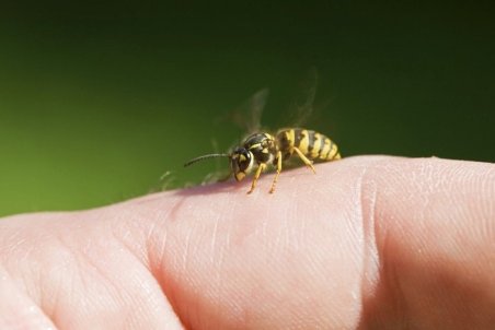 فیلم | زهری که یک گرم آن از یک بشکه نفت گران‌تر است!