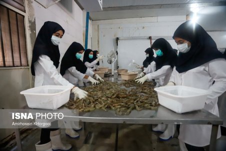 میگوی پرورشی؛ دروازه‌ای جدید به سمت افزایش درآمد ارزی