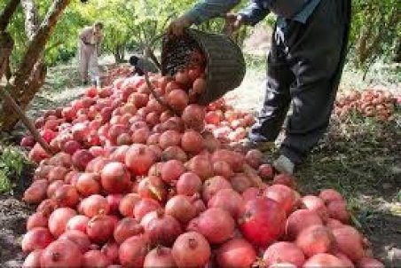 فارس| رتبه نخست فارس درکشت انار