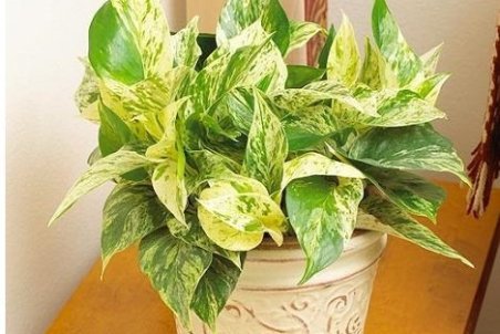 بهترین گیاهان برای تصفیه هوای درون خانه ها را بشناسید