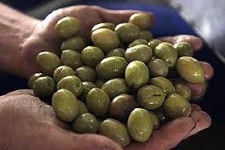 زنجان| زنجان بزرگ‌ترین تولیدکننده زیتون کشور است