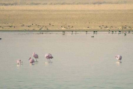 ورود اولین گروه مهمانان آبی به آبگیر‌های استان تهران