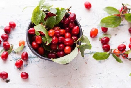 فواید و مضرات زغال اخته؛ طبع زغال اخته سرد است یا گرم؟