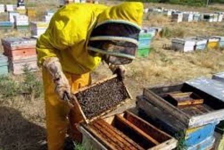 بوشهر| رونق زنبورداری با ثبت ملی عسل کنار