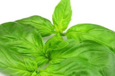 خواص ریحان در طب سنتی