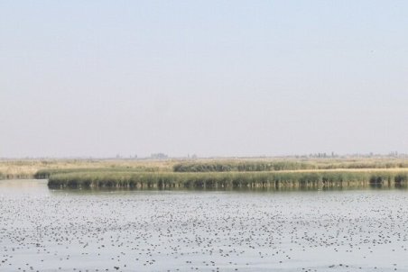 فرود بیش از ۳۰ هزار قطعه پرنده مهاجر در تالاب «کانی‌برازان» مهاباد