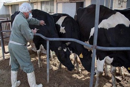 زنجان| پیشگیری از تب‌برفکی در حال انجام است