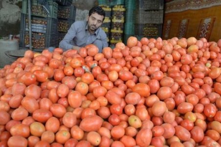 چرا گوجه گران شد؟