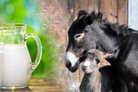 شیر الاغ چه خواصی دارد؟